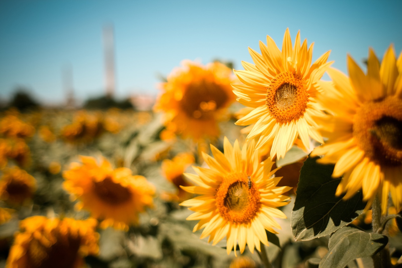 Sunflowers